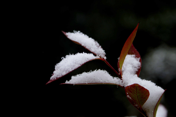 雪