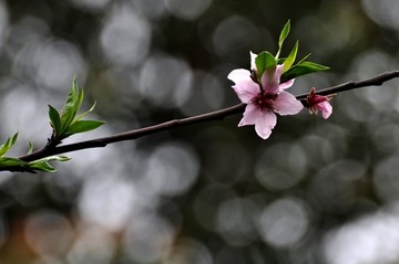 桃花