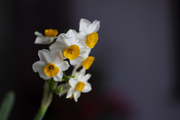 水仙花