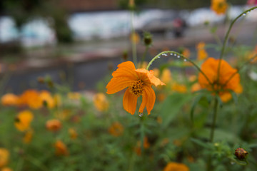 花瓣花卉花朵波斯菊花