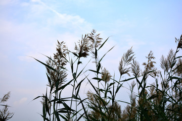 沙湖风光