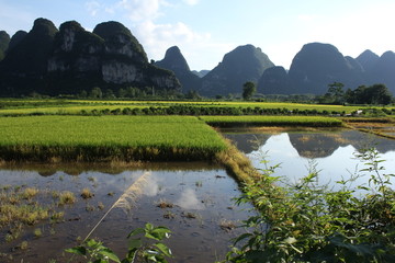 水稻湿地
