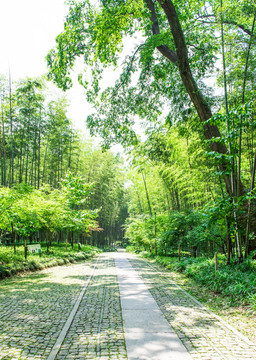 竹林小道