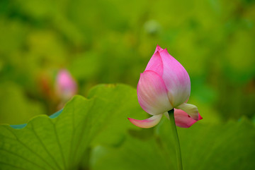 粉色荷花花蕾