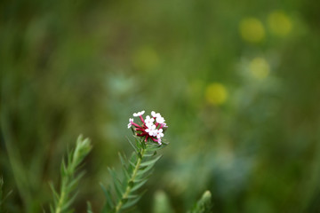 草原花卉