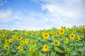 向日葵花海