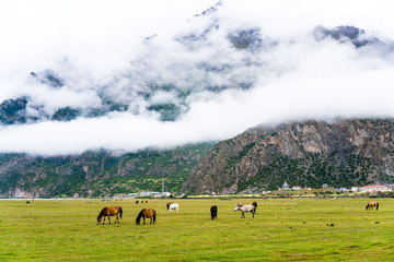 西藏然乌草场