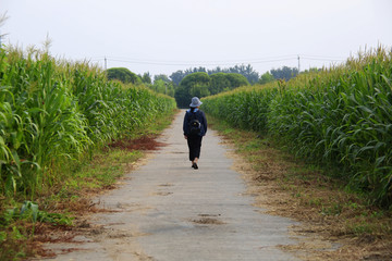 乡村玉米地参观