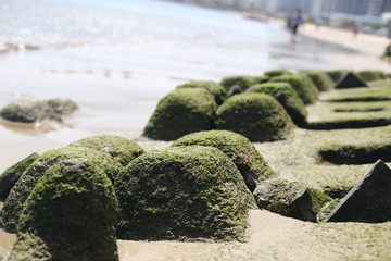 海边海藻