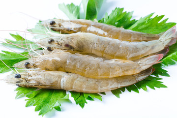 厄瓜多尔白虾