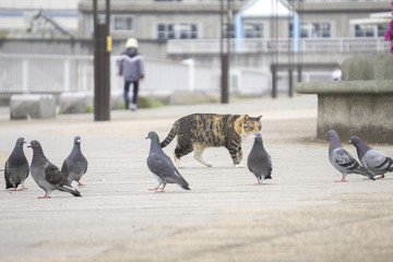 鸽子与猫