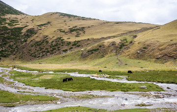 河谷中的牦牛