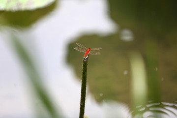 荷塘蜻蜓