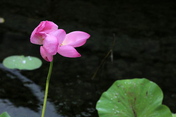 雨中荷花