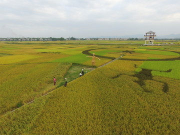 花山田园