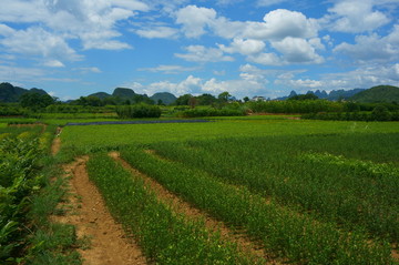 苗木基地