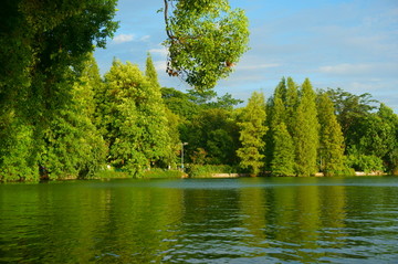 湖水树木