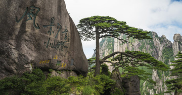 黄山迎客松