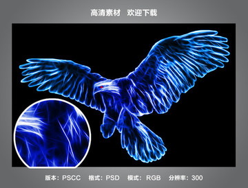 老鷹