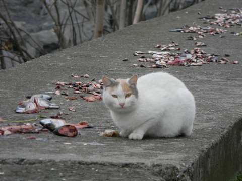 吃鱼的流浪猫