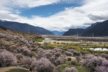 林芝桃花