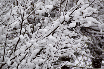 树枝上的白雪