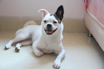 狗