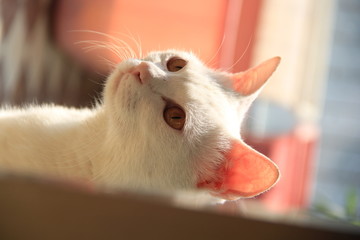 貓咪