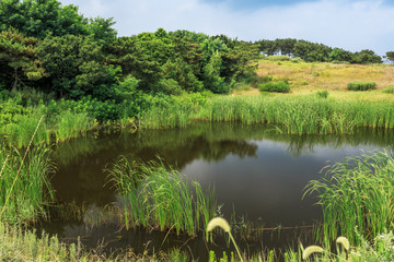 刘公岛上的蓝天绿草池沼风光