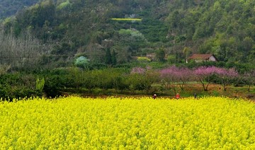 油菜花开