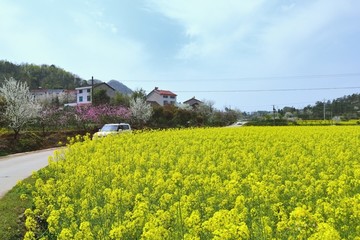 油菜花开