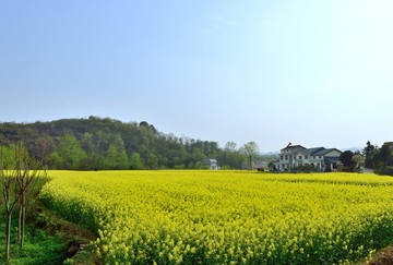 油菜花开