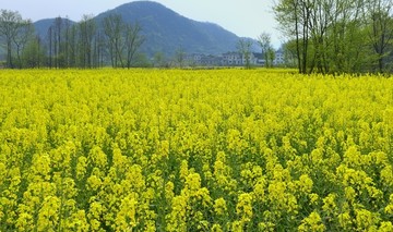 油菜花开