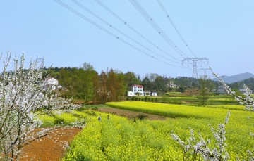 油菜花开