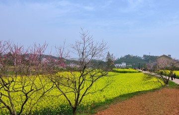 油菜花开