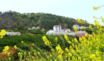 油菜花开