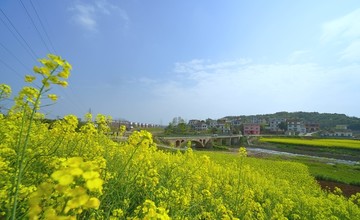 油菜花开