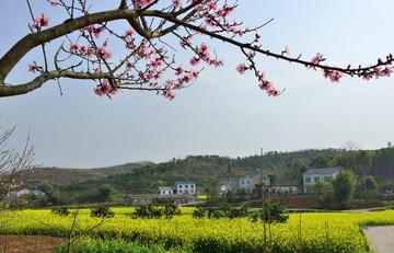 油菜花开