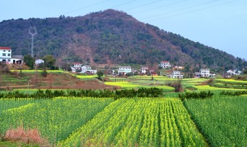 油菜花开