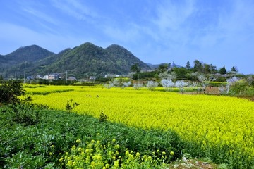 油菜花开