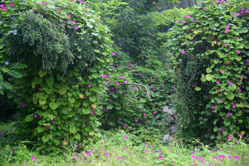 牵牛花绿叶花丛美景