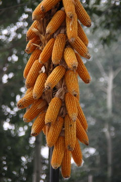 玉米串串