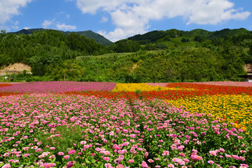 花田花圃