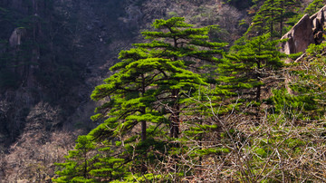 黄山青松