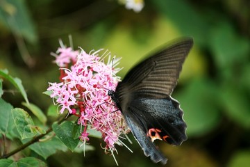 蝶恋花