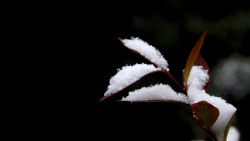 雪