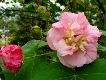 芙蓉花