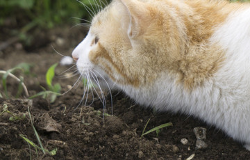 捕猎中的野猫