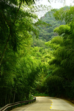 象山海岛植物