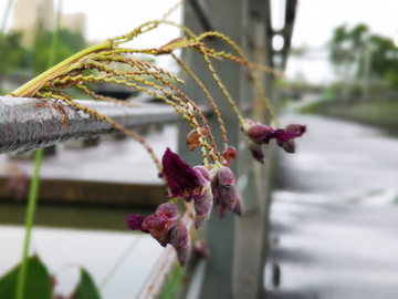 雨后的中央公园